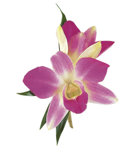 Gumpaste Sugar Orchid